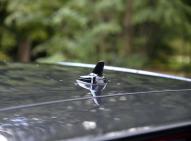 大众高尔夫(进口)新能源