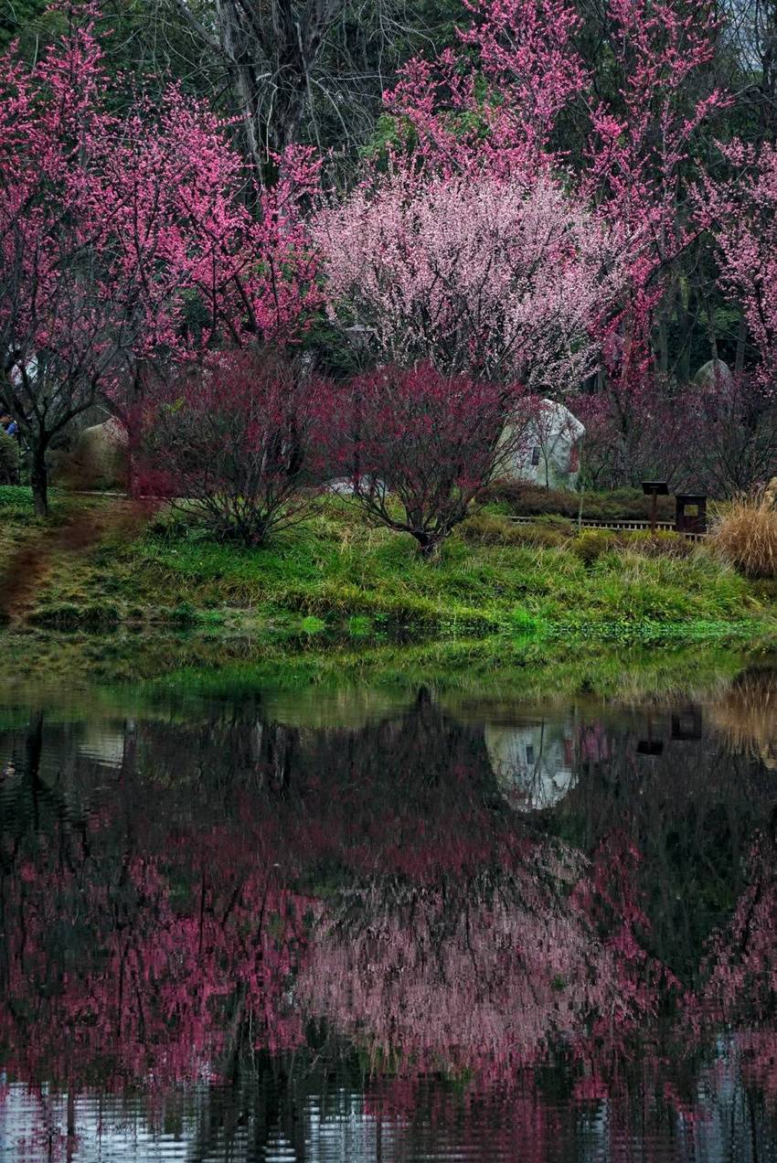 早春二月的浣花溪公园