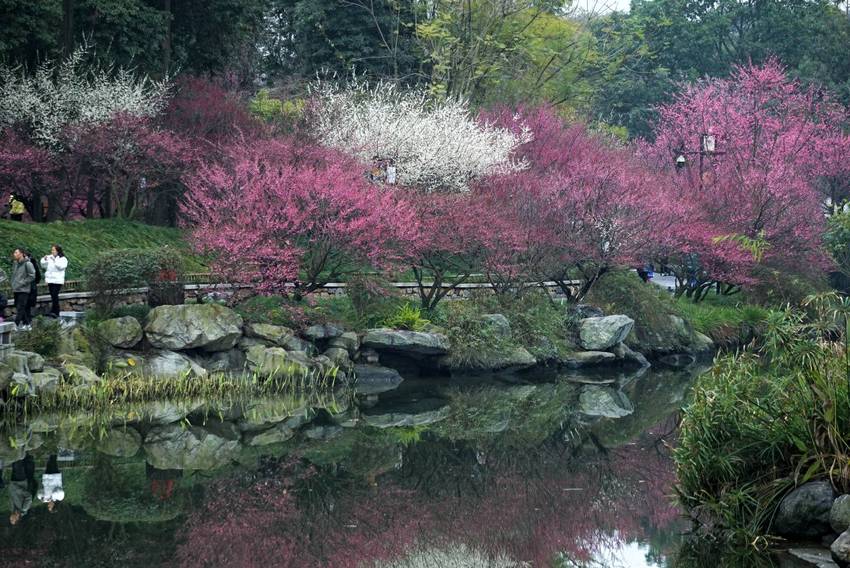 早春二月的浣花溪公园