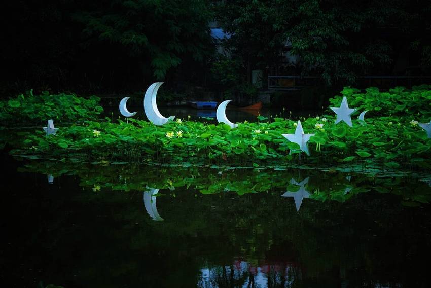 文化公园拍荷花