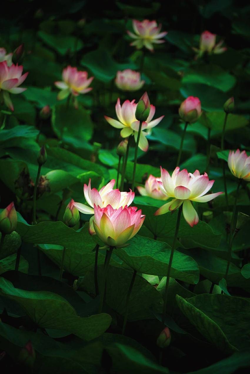 文化公园拍荷花