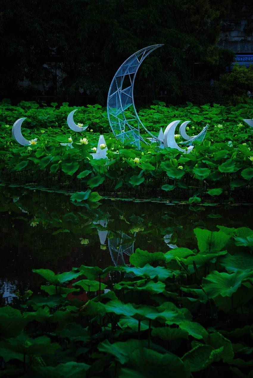 文化公园拍荷花