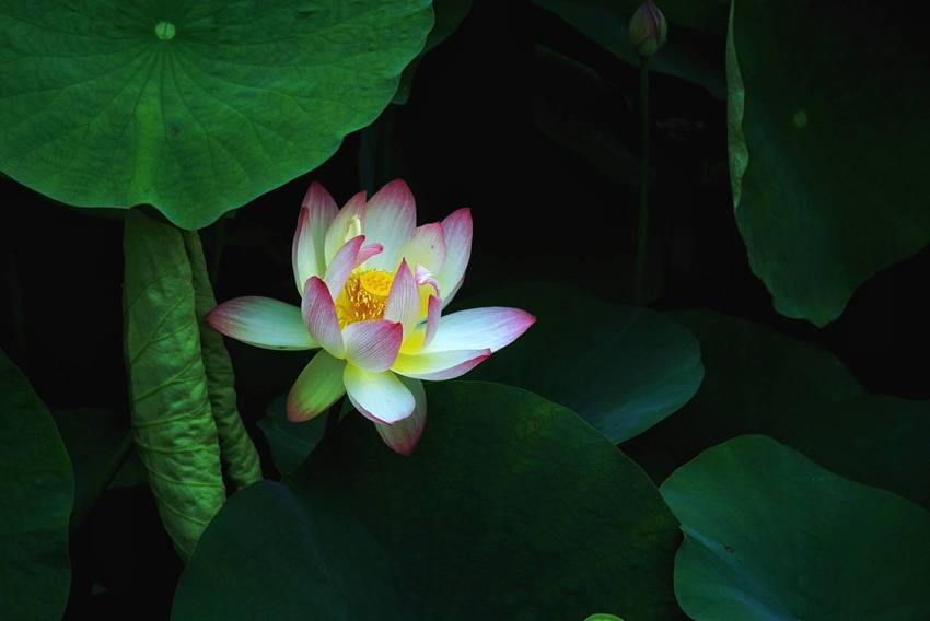 文化公园拍荷花