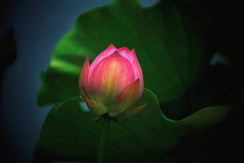 文化公园拍荷花