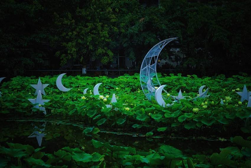 文化公园拍荷花