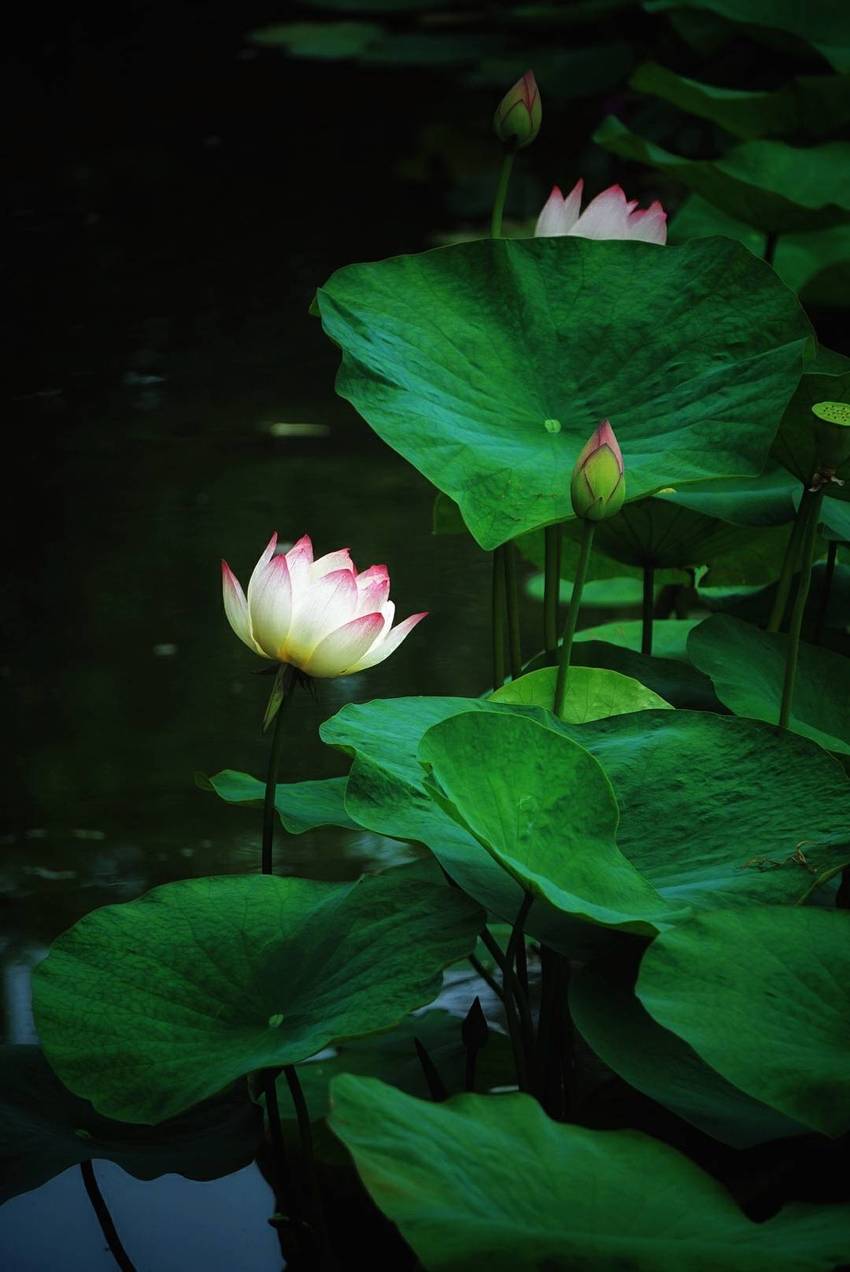 文化公园拍荷花