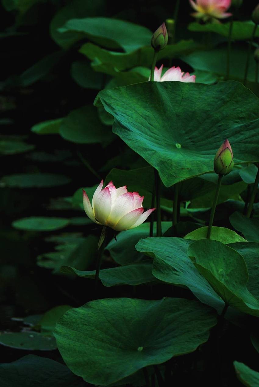 文化公园拍荷花