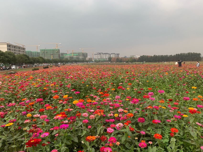 双流白河公园花海