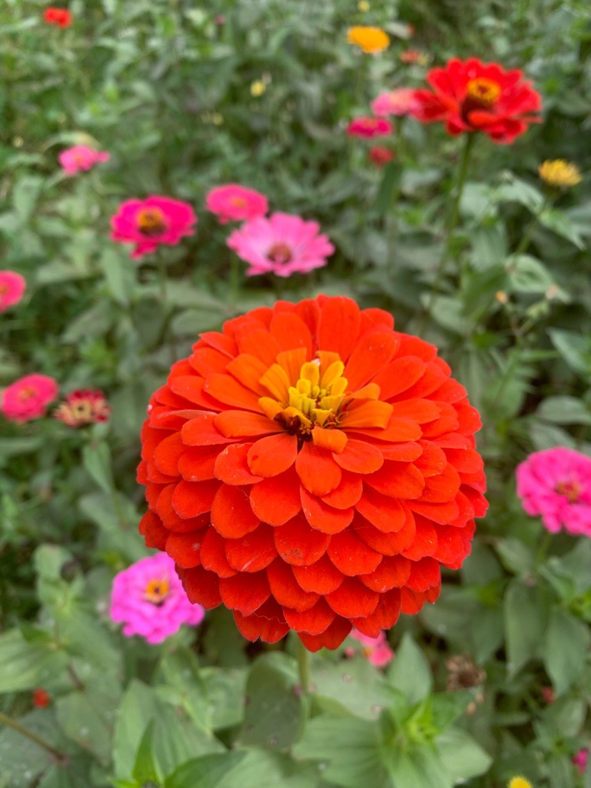 双流白河公园花海