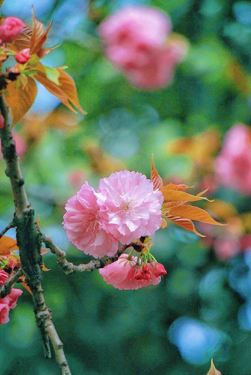 只顾开花的春天