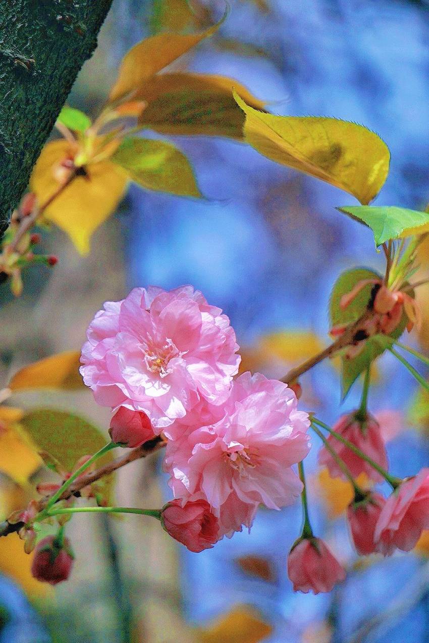 只顾开花的春天