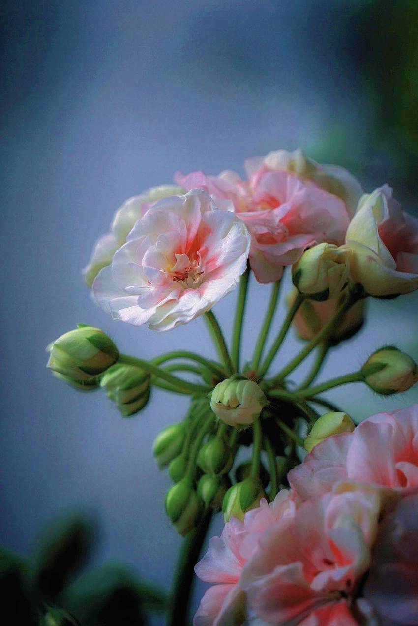 万紫千红的季节