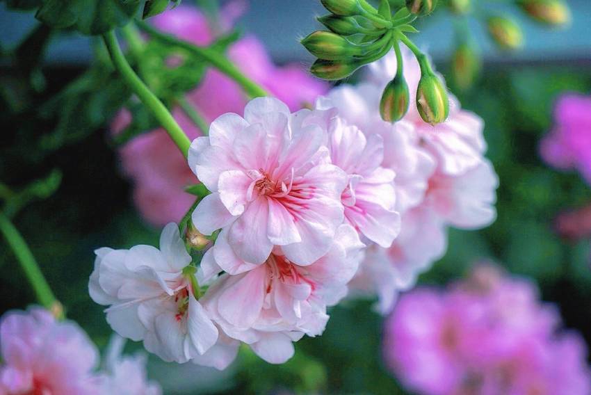 万紫千红的季节