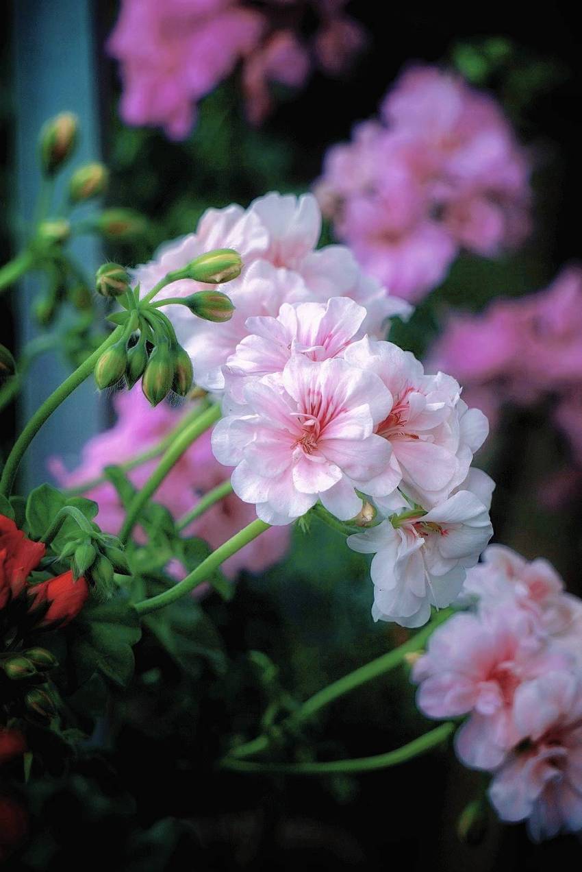 万紫千红的季节