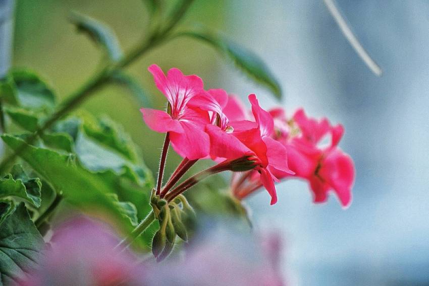 万紫千红的季节