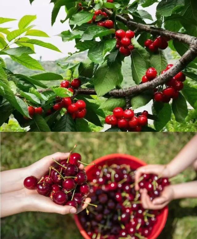 汶川车厘子哪里摘比较好？