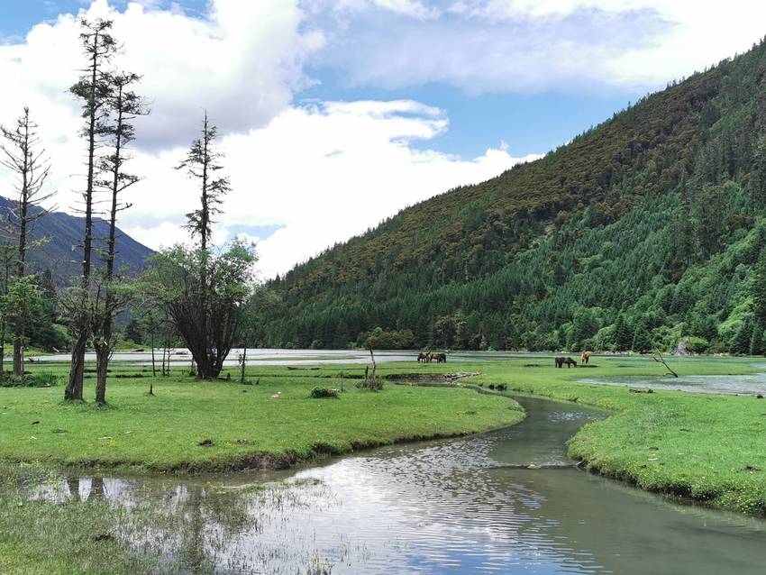 新都桥过去荷花海森林公园值得打卡