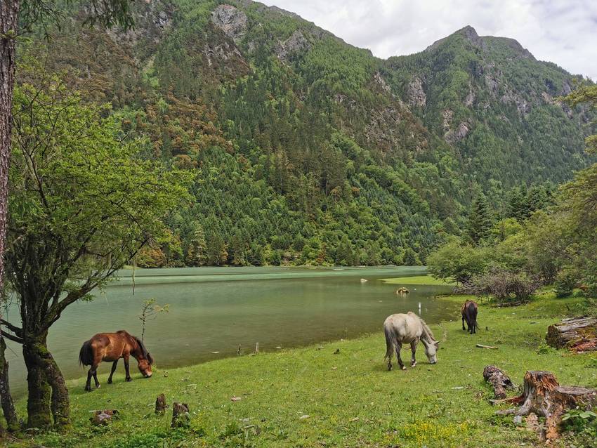 新都桥过去荷花海森林公园值得打卡
