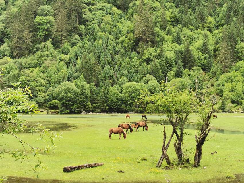新都桥过去荷花海森林公园值得打卡