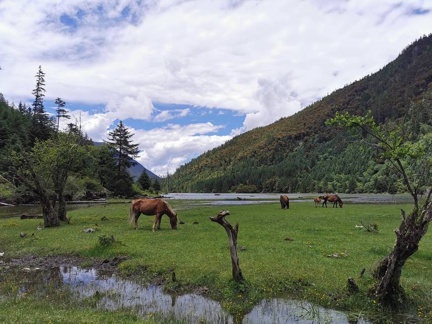 新都桥过去荷花海森林公园值得打卡