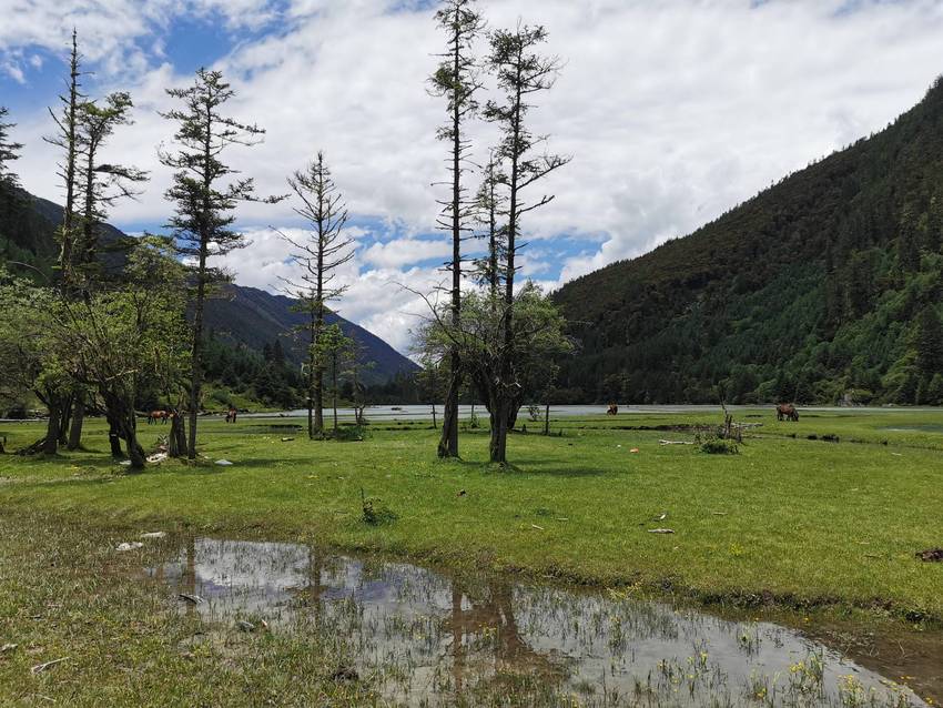 新都桥过去荷花海森林公园值得打卡