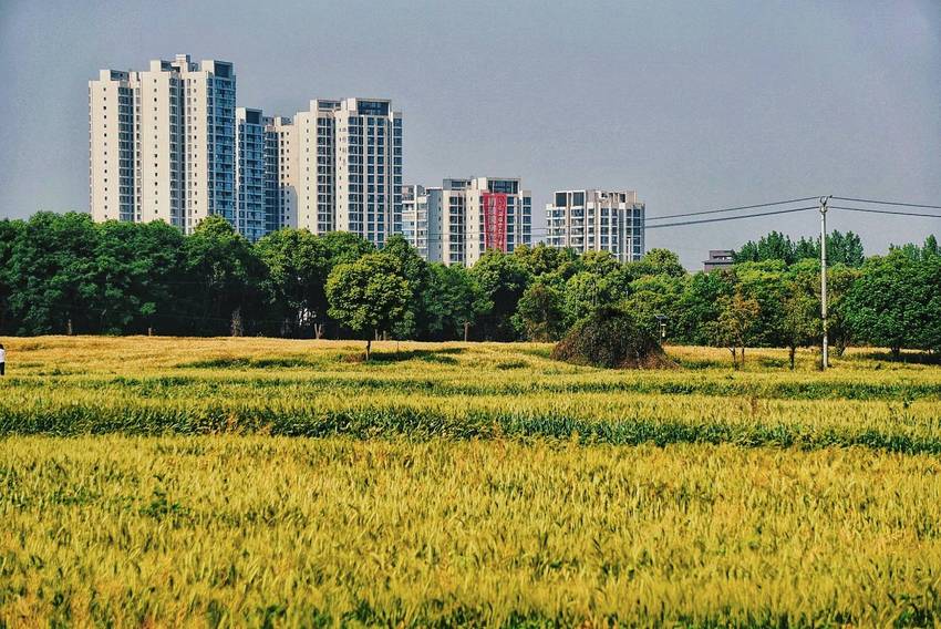 无聊，跑去照麦子