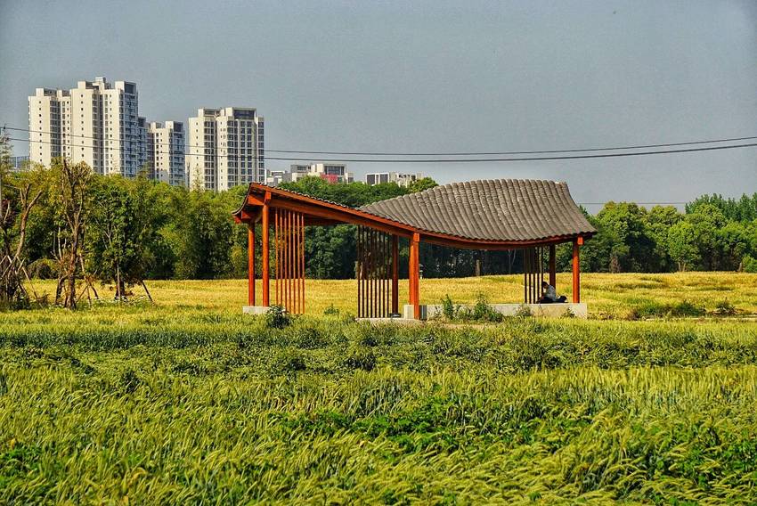 无聊，跑去照麦子