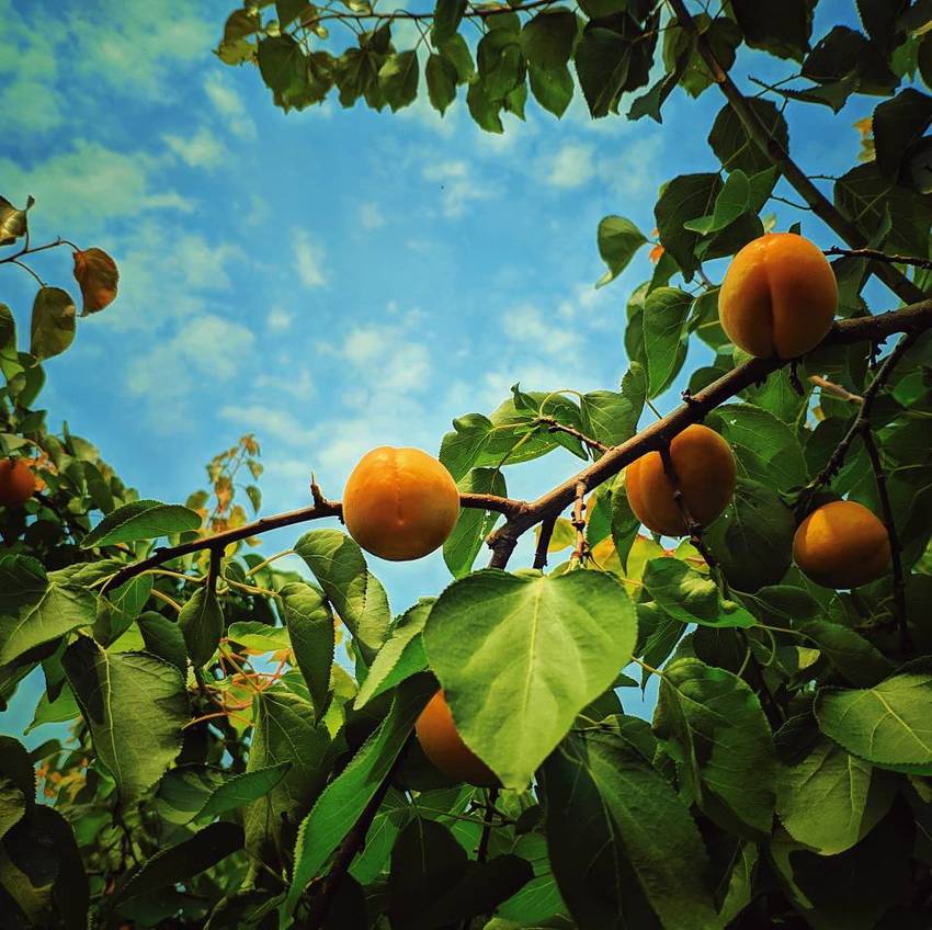 青白江杏花村打卡吃杏子