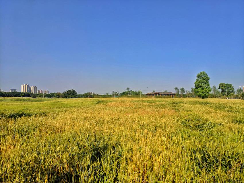 无聊，跑去照麦子