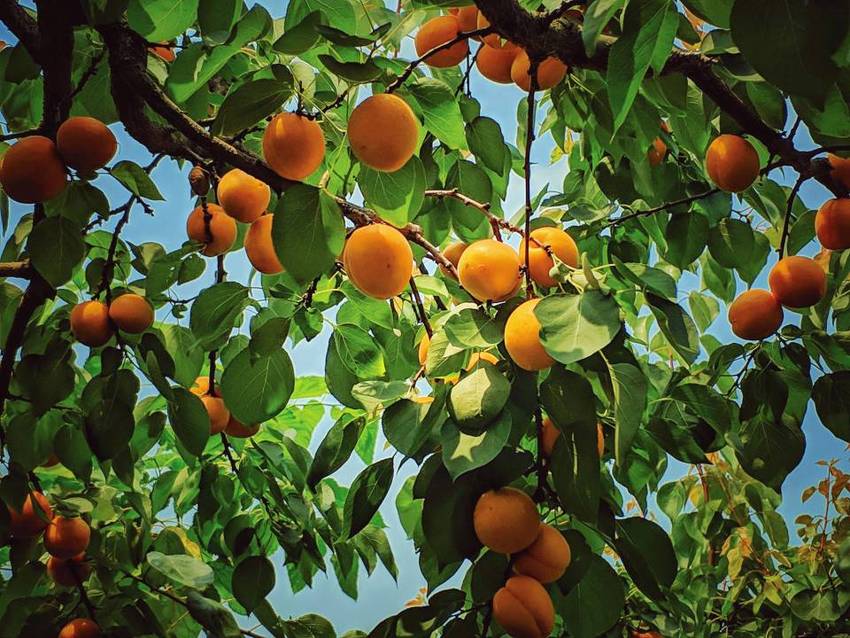 青白江杏花村打卡吃杏子