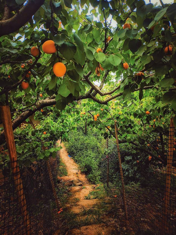 青白江杏花村打卡吃杏子