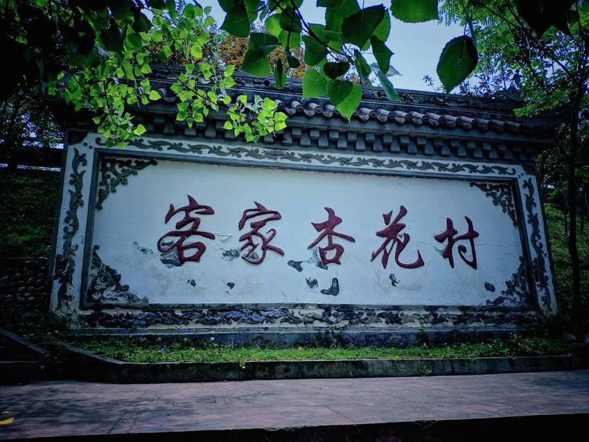 青白江杏花村打卡吃杏子