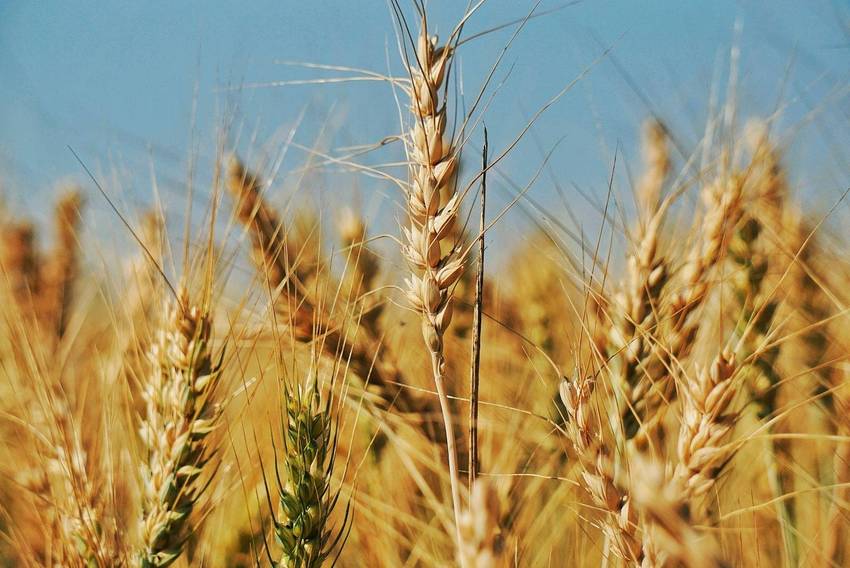 无聊，跑去照麦子