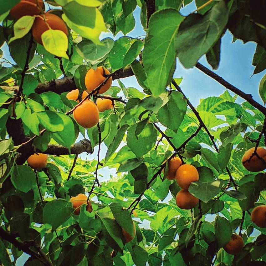 青白江杏花村打卡吃杏子