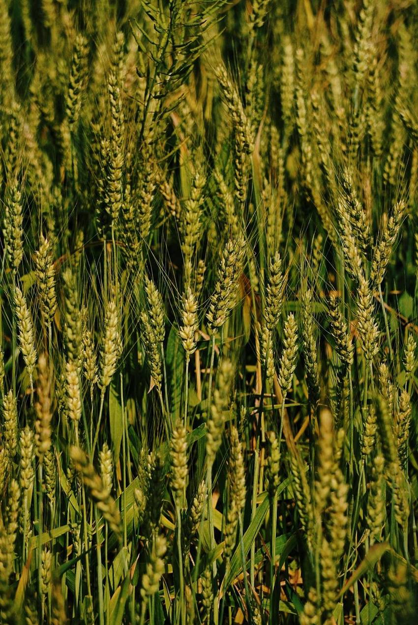 无聊，跑去照麦子