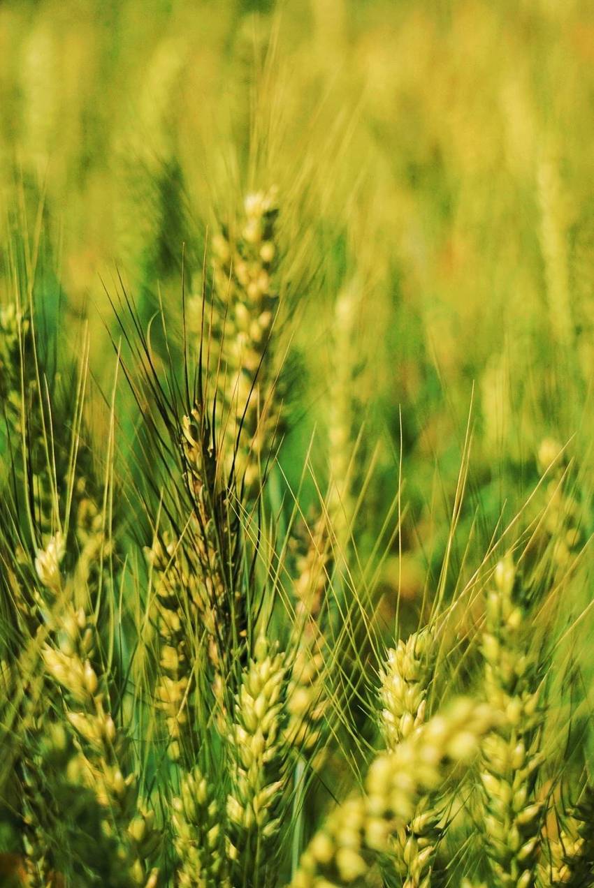 无聊，跑去照麦子