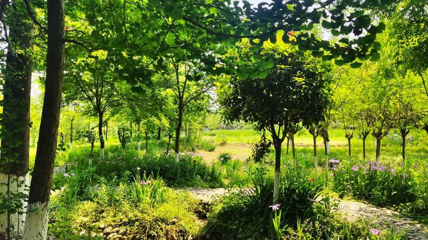 周末郫都区云桥湿地公园，三道堰