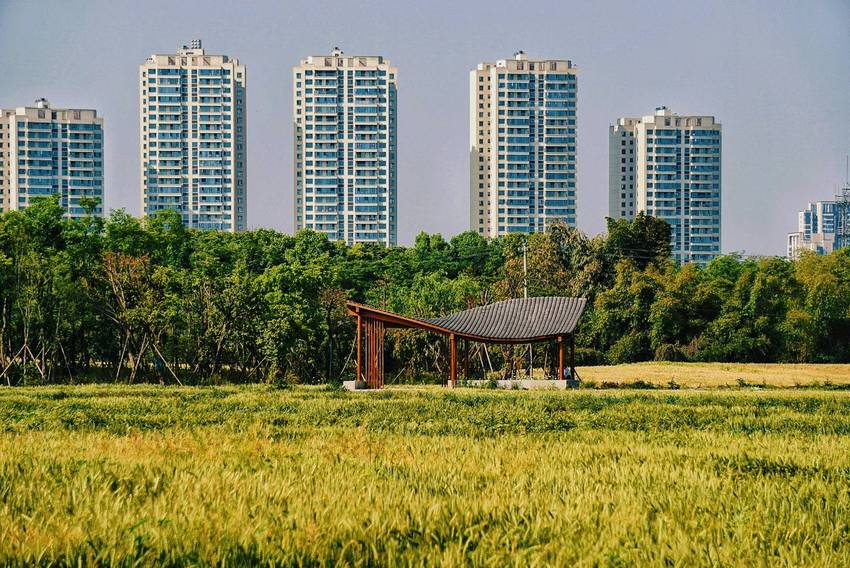 无聊，跑去照麦子