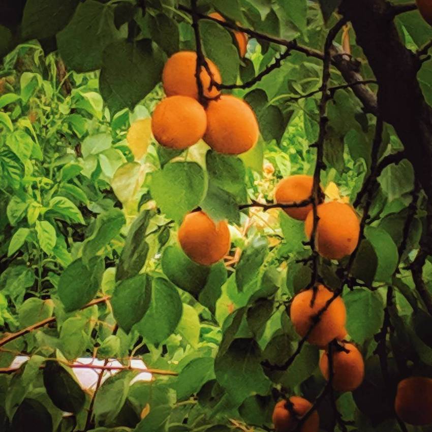 青白江杏花村打卡吃杏子