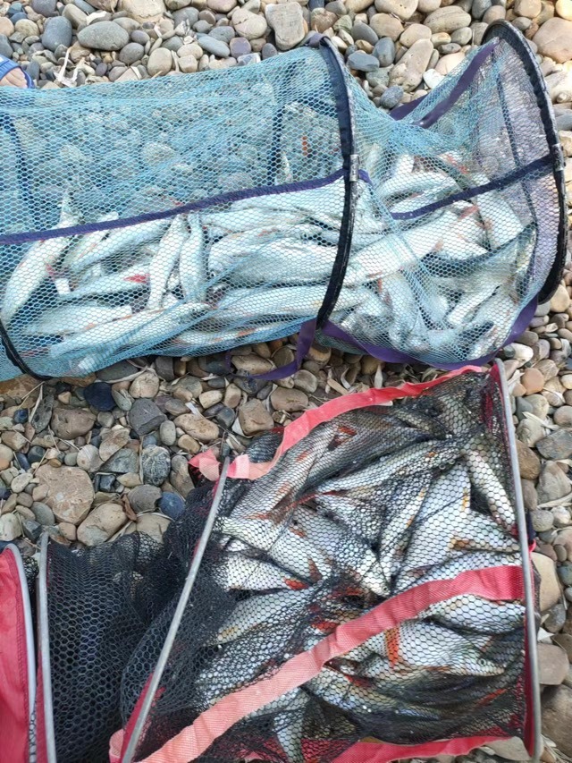 嘉陵江钓鱼一不小心就爆护资源真的好！