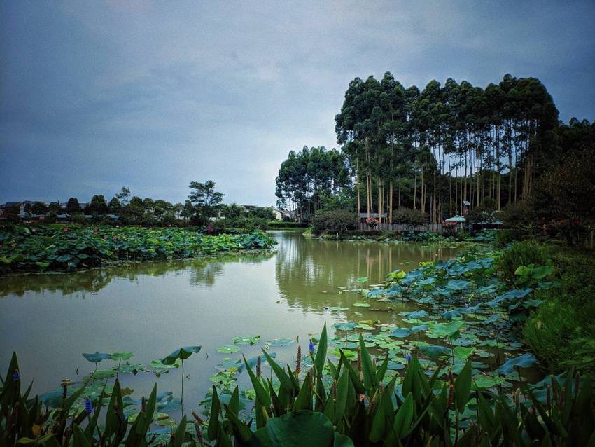 新津，千亩荷塘看荷花