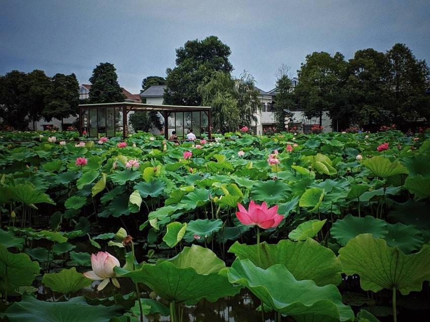 新津，千亩荷塘看荷花