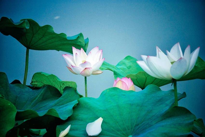 新津千亩荷塘打卡