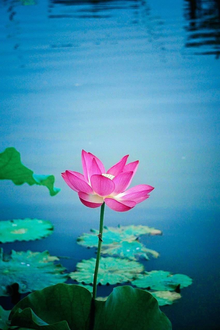 新津千亩荷塘打卡