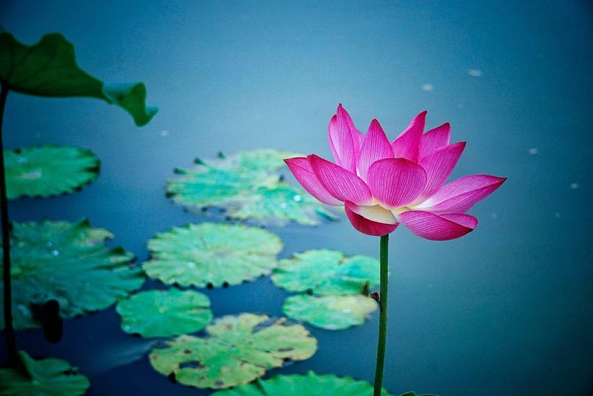 新津千亩荷塘打卡