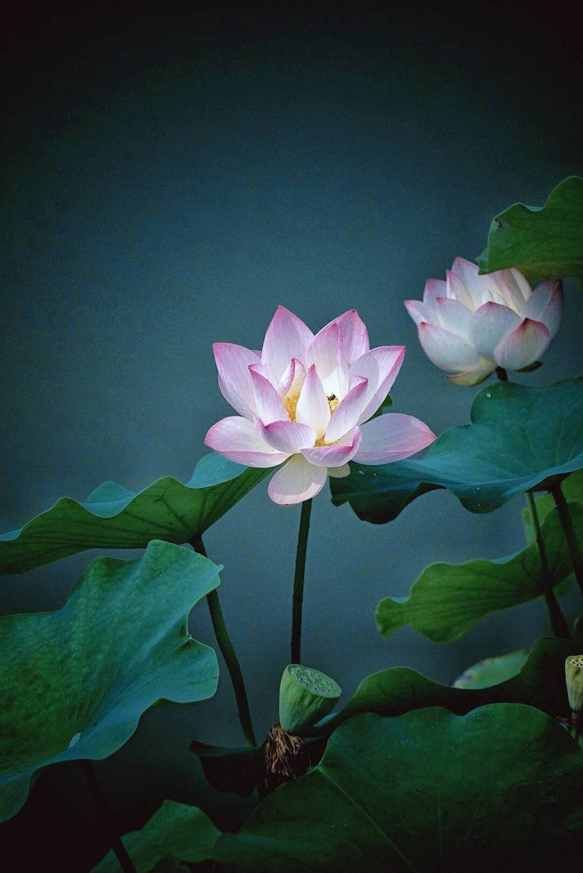 新津千亩荷塘打卡