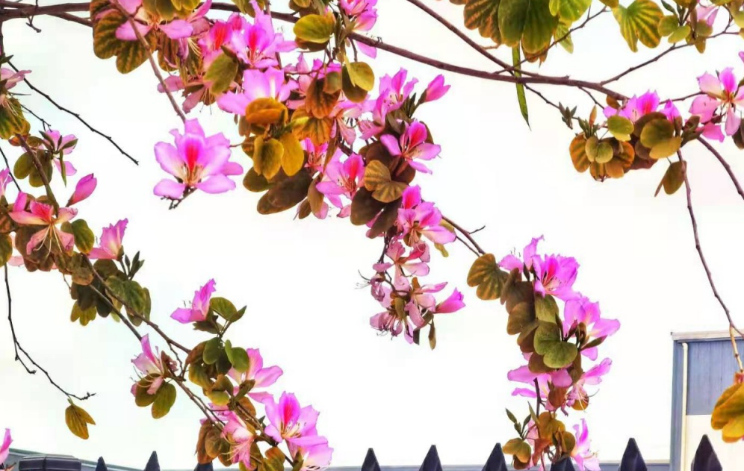 梧州的紫荆花开了
