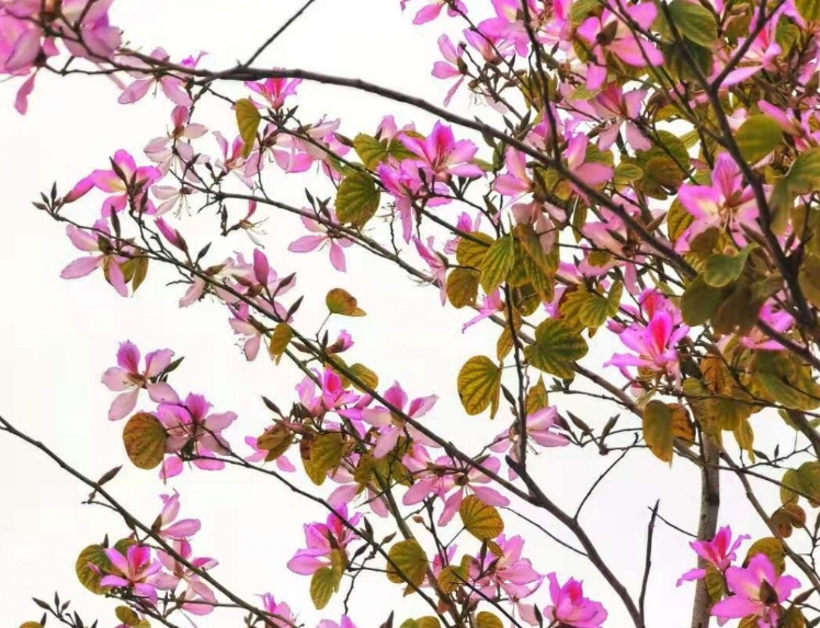 梧州的紫荆花开了