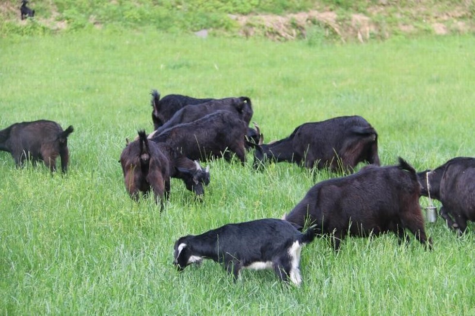 【图片背后的扶贫故事】扶贫项目改变困难山庄