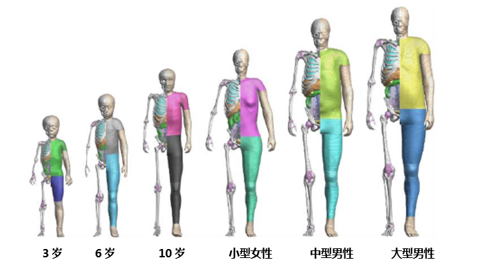 丰田汽车公司将无偿公开虚拟人体模型“THUMS” ——通过普及运用车辆碰撞伤害解析，为提升汽车安全性能做贡献——
